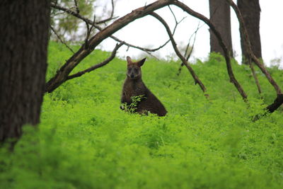 Wallaby amidst plants on field