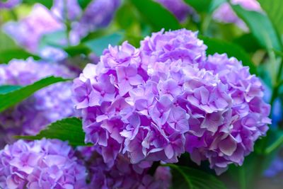 Close-up of purple flowering plants
