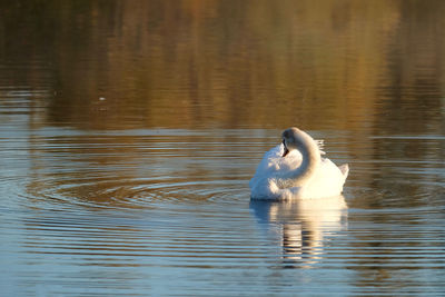 Swan swimming in lake