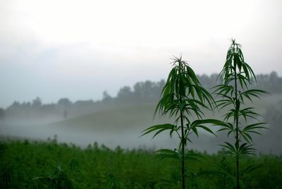 Close-up of fresh green plants in field against sky