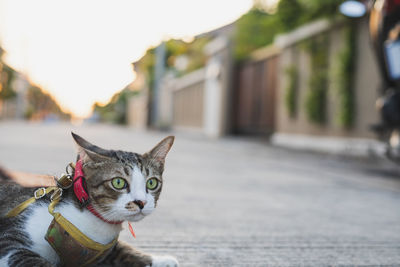 Close-up portrait of a cat