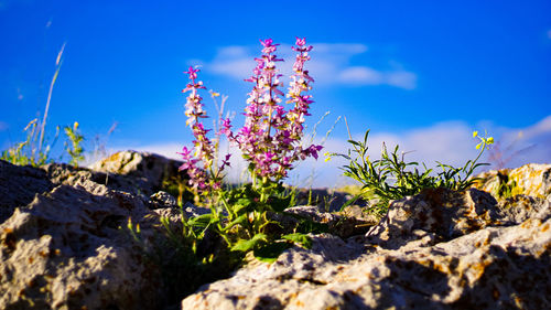 Close-up of purple flowering plants on field against blue sky