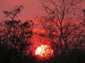 Low angle view of silhouette trees against sky at sunset