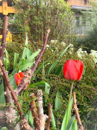 Close-up of poppy flowers against trees