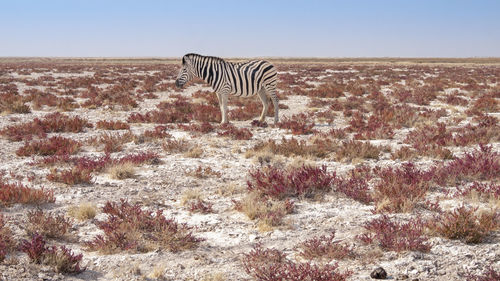 Zebra standing on field