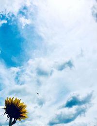 Low angle view of a bird flying