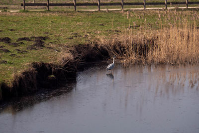 View of bird flying over water