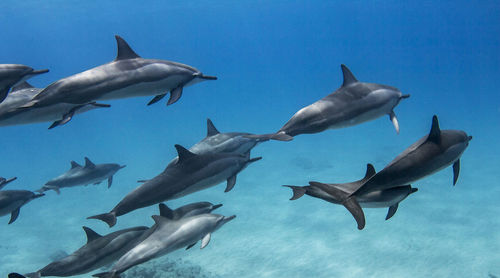  dolphins in sea