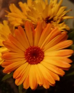 Close-up of yellow flower blooming outdoors