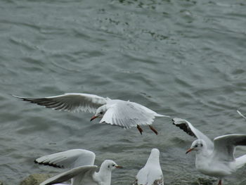 Seagulls flying over lake