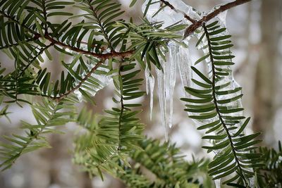 Icicles on pine branches