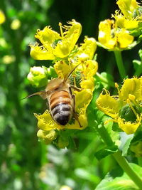 Close-up of insect on flower