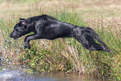 Black dog looking away