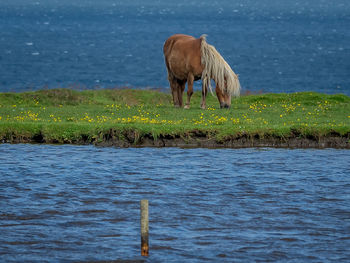 Horse standing on field by sea