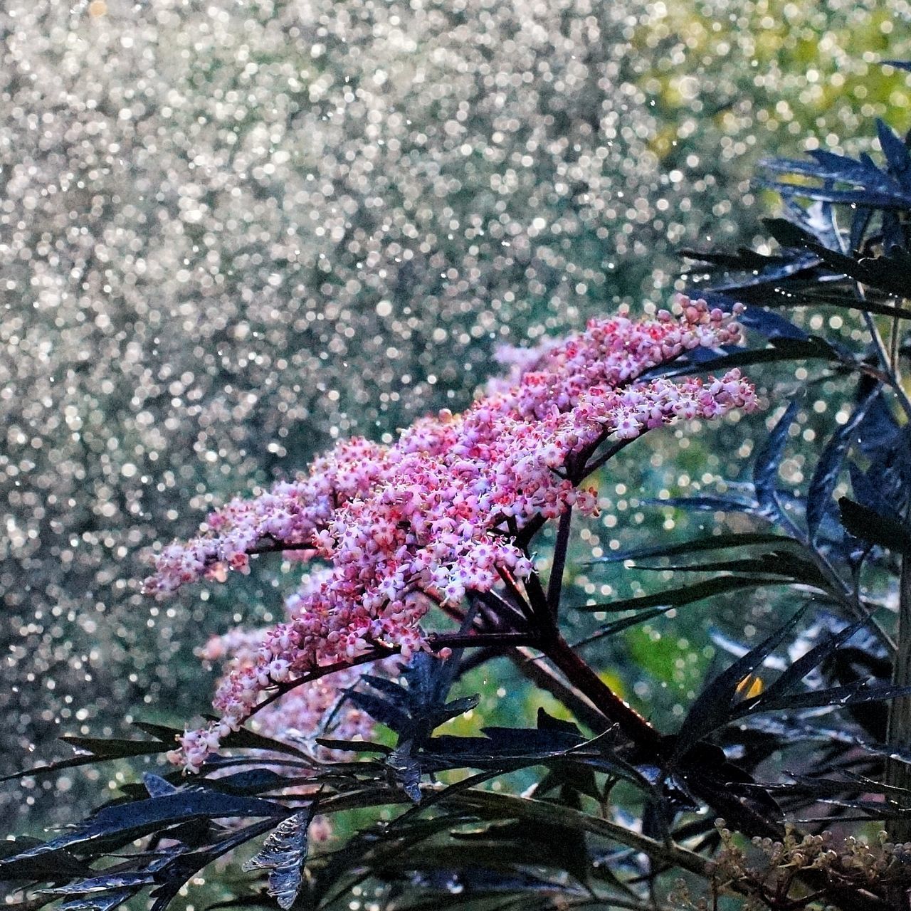 CLOSE-UP OF WET PINK CHERRY BLOSSOMS IN SPRING