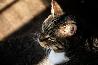 Close-up of a cat looking away