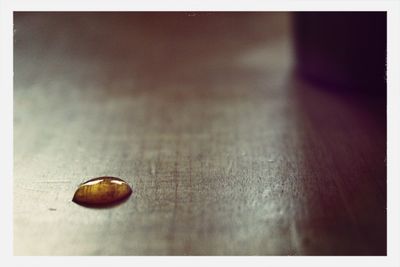 Close-up of shell on table