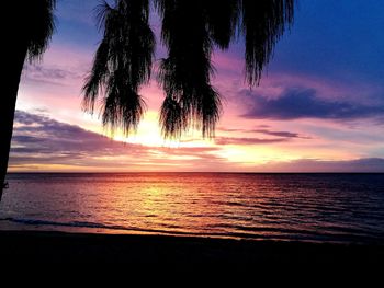 Silhouette trees on beach against sky during sunset