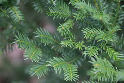 Close-up of pine tree leaves