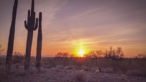 Scenic view of field against sky during sunset