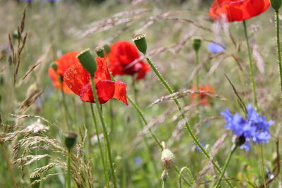 Close-up of red poppy flowers blooming on field