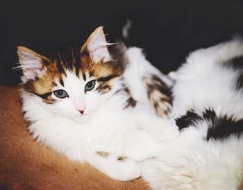 Close-up portrait of cat