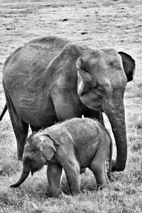 Elephant on field