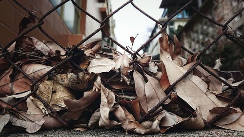 Close-up of dry autumn leaves on fence