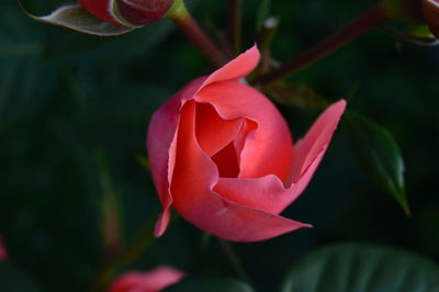 Close-up of rose against blurred background