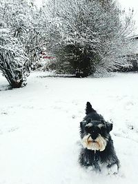 Snow covered landscape