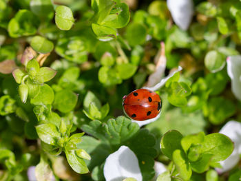 Close-up of ladybug on plant