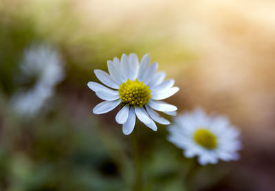 Close-up of white daisy