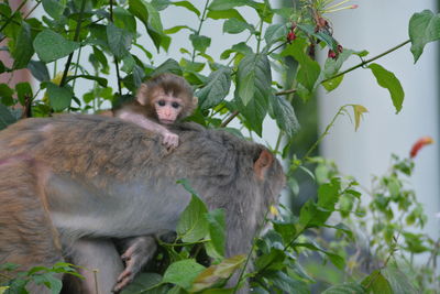 Monkey on tree branch