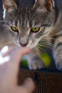 Close-up portrait of cat