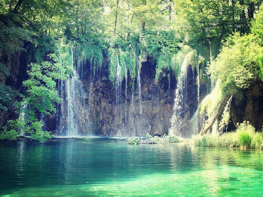 water, waterfront, tree, beauty in nature, scenics, waterfall, nature, forest, tranquil scene, tranquility, flowing water, idyllic, rock - object, motion, rock formation, river, lake, growth, flowing, green color