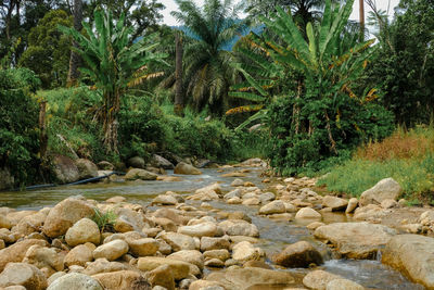 Scenic view of palm trees