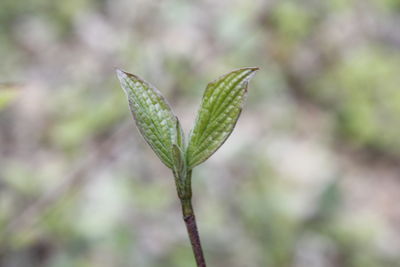 Close-up of fresh green plant