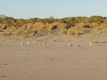 View of birds on beach against sky