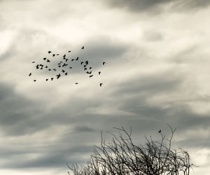 Low angle view of birds flying in sky