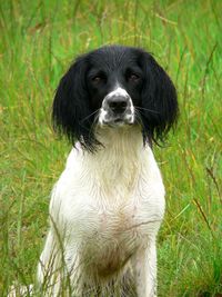 Portrait of dog on field