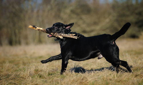 Black labrador carrying sticks in mouth while running on grassy field