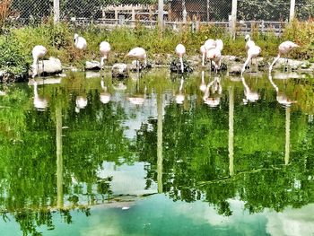 View of birds in lake