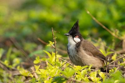 Bird perching on a field