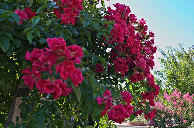 Pink flowers blooming on tree