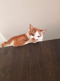 Portrait of cat on wooden floor