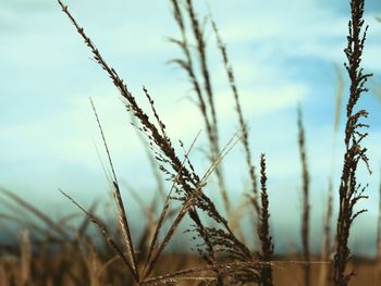 Close-up of wheat plants on field against sky