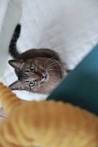Close-up of cat