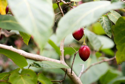 Close-up of red berries growing on tree