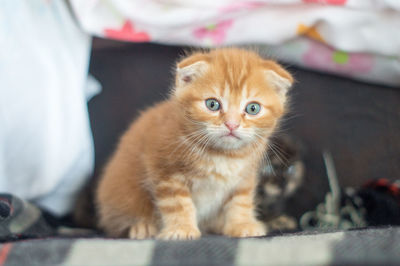 Portrait of ginger cat