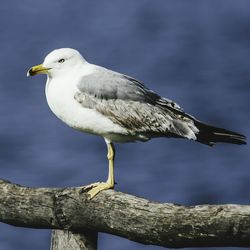 Close-up of bird perching outdoors